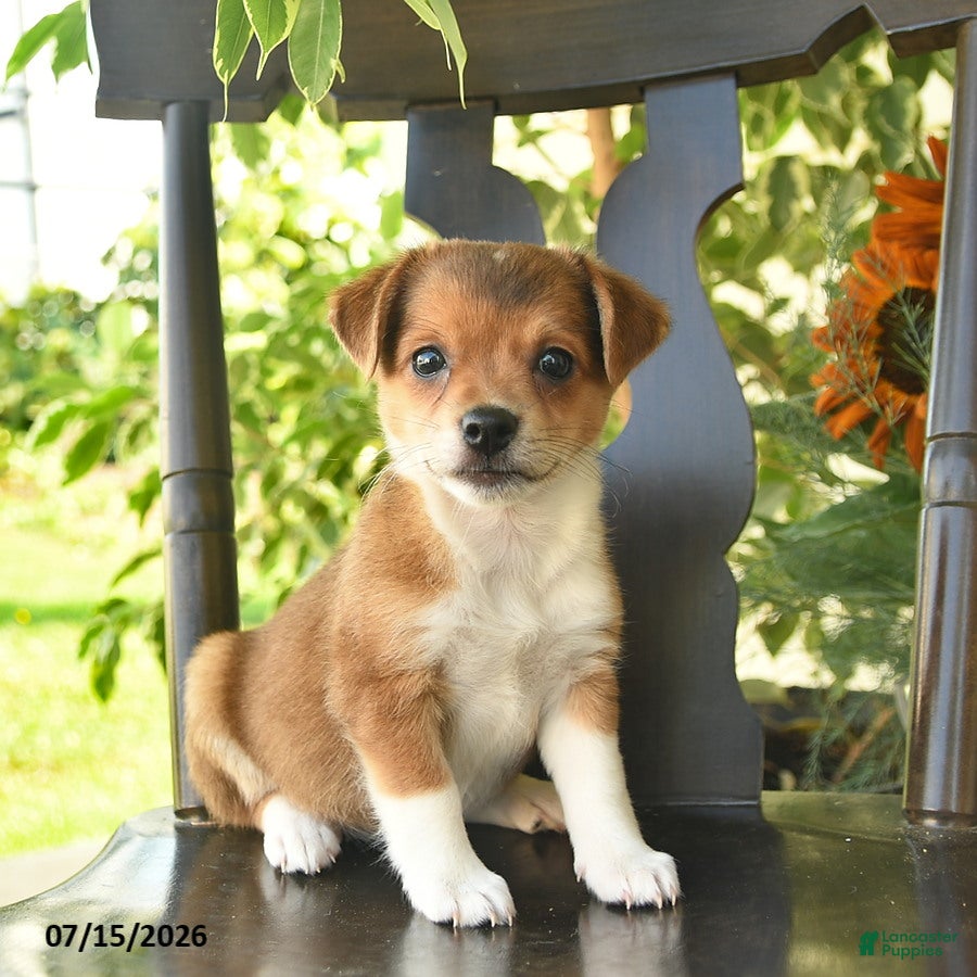 Jack Russell Terrier dogs Pixie  - Ad 1