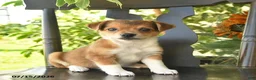 Jack Russell Terrier dogs for sale: Pixie  - Ad 1