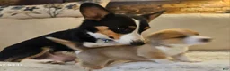 Mixed Breed dogs for sale: Apollo - Ad 16