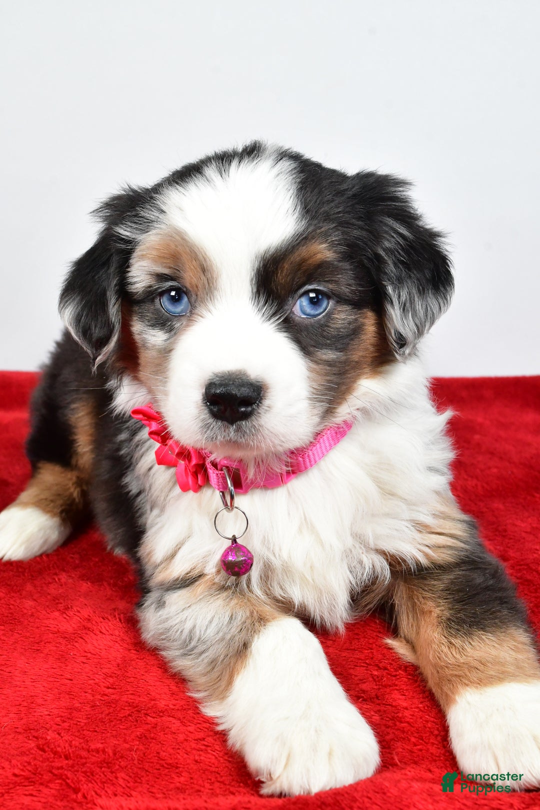 Miniature Australian Shepherd dogs for sale: Orlinda  - Ad 10