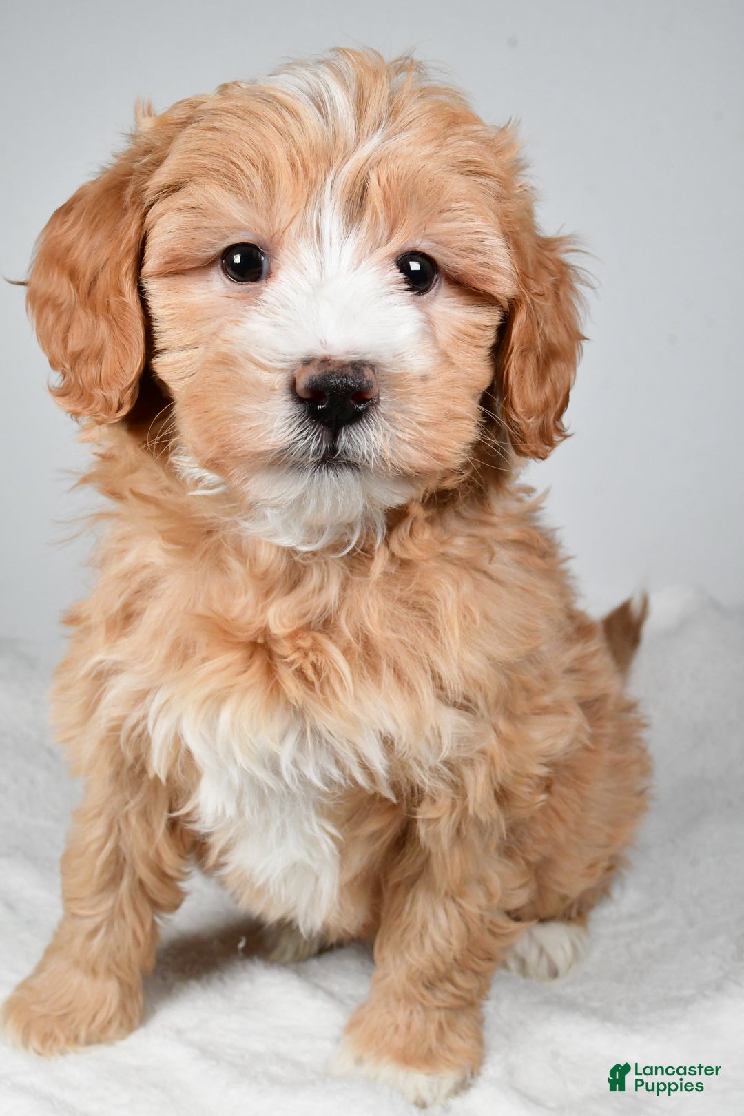 Mini Goldendoodle dogs for sale: Noelle - Ad 1