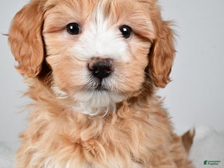 Mini Goldendoodle dogs Noelle - Ad 15