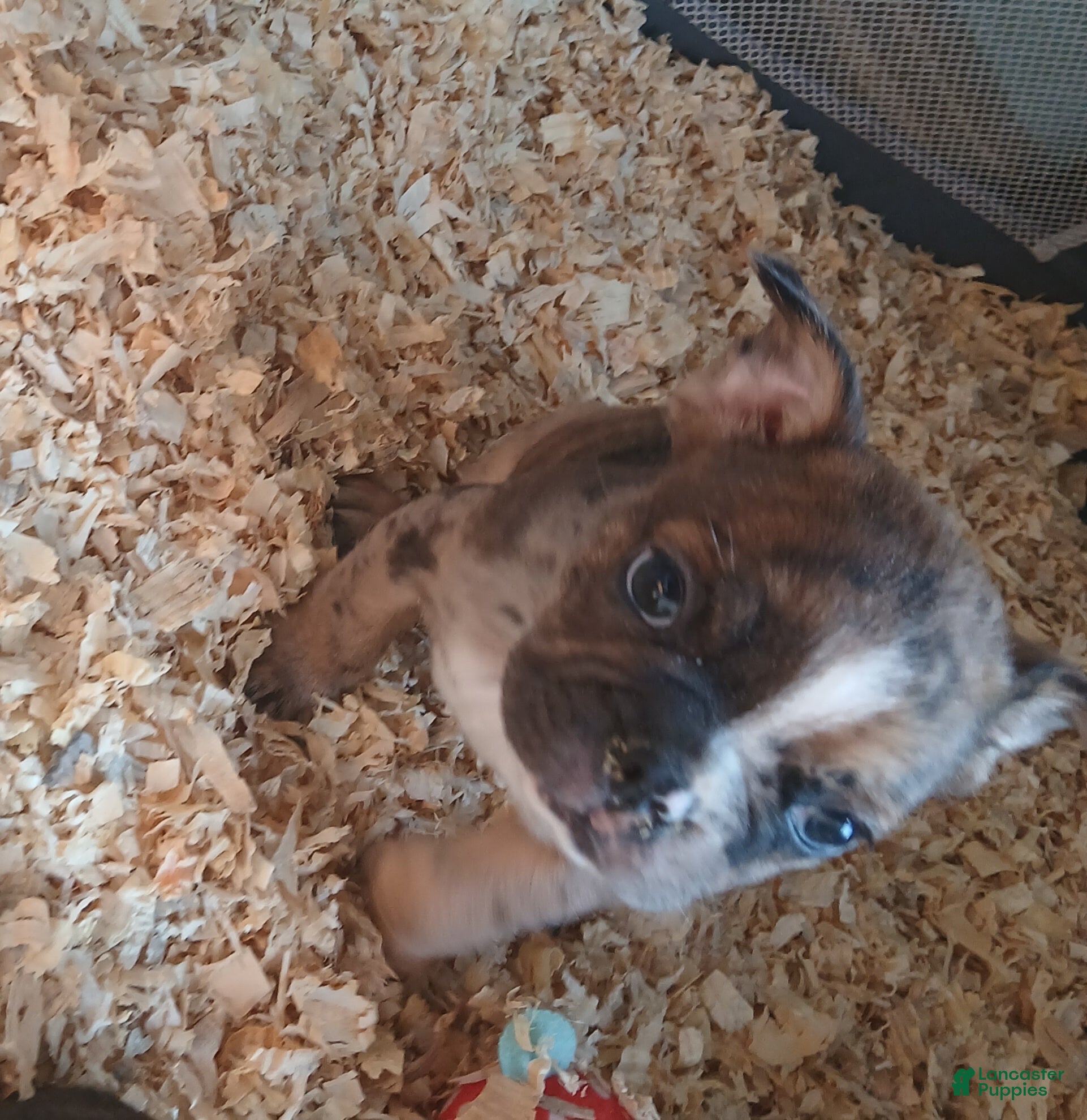 Frenchton dogs for sale: Gremlin/Cheetah - Ad 21