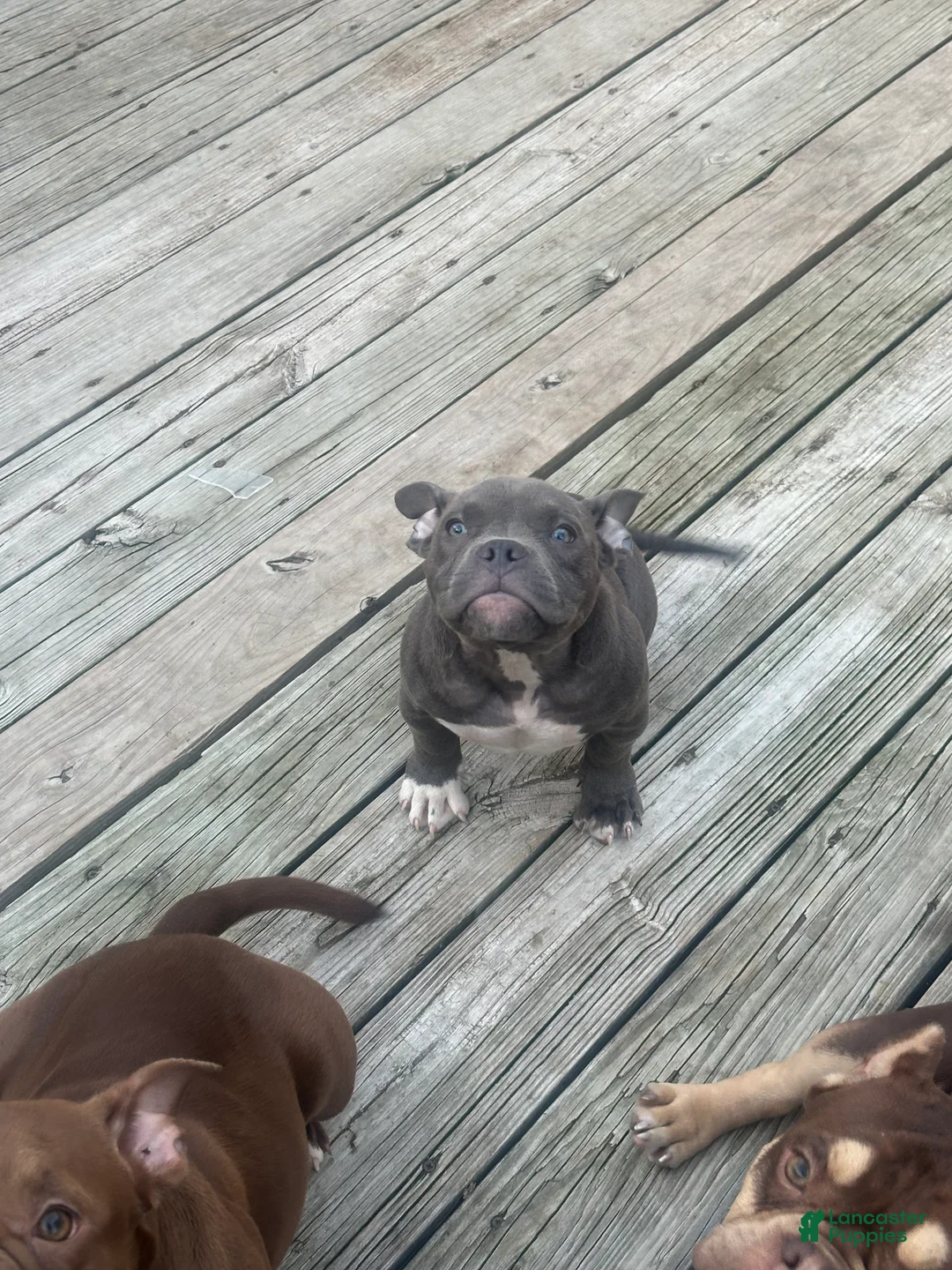American Bully dogs for sale: Sky - Ad 2