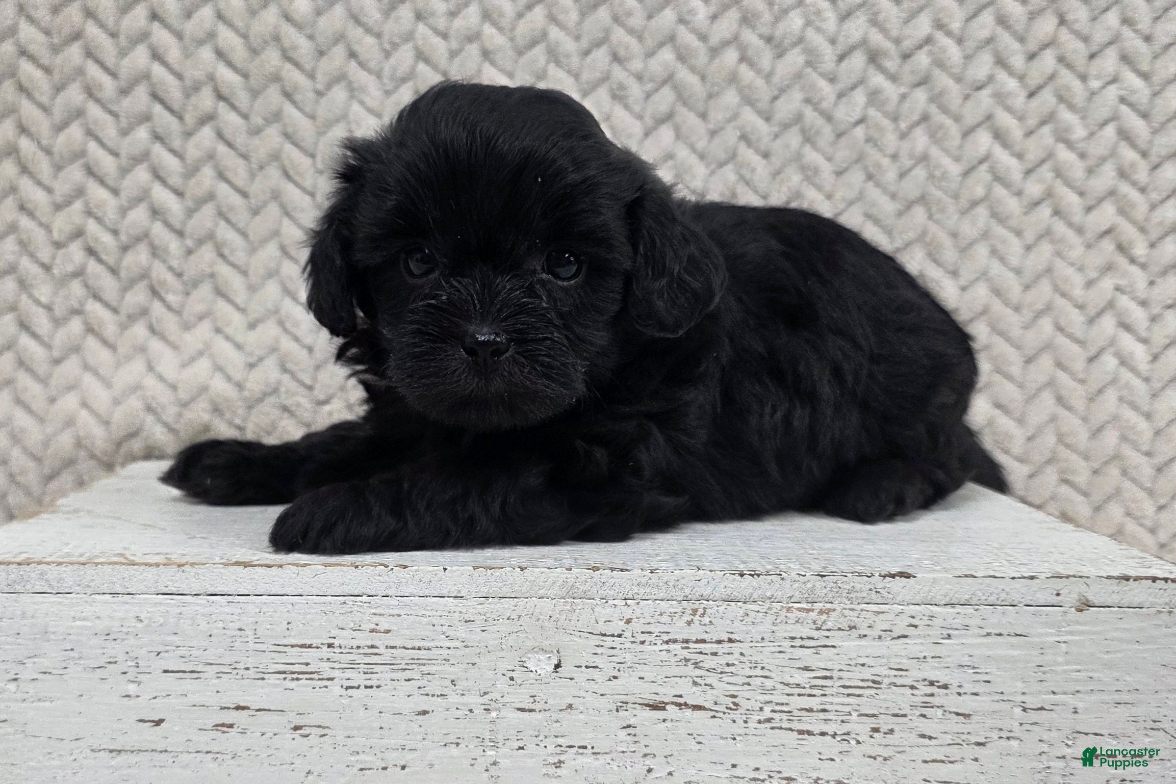 Shihpoo dogs Bear - Ad 1