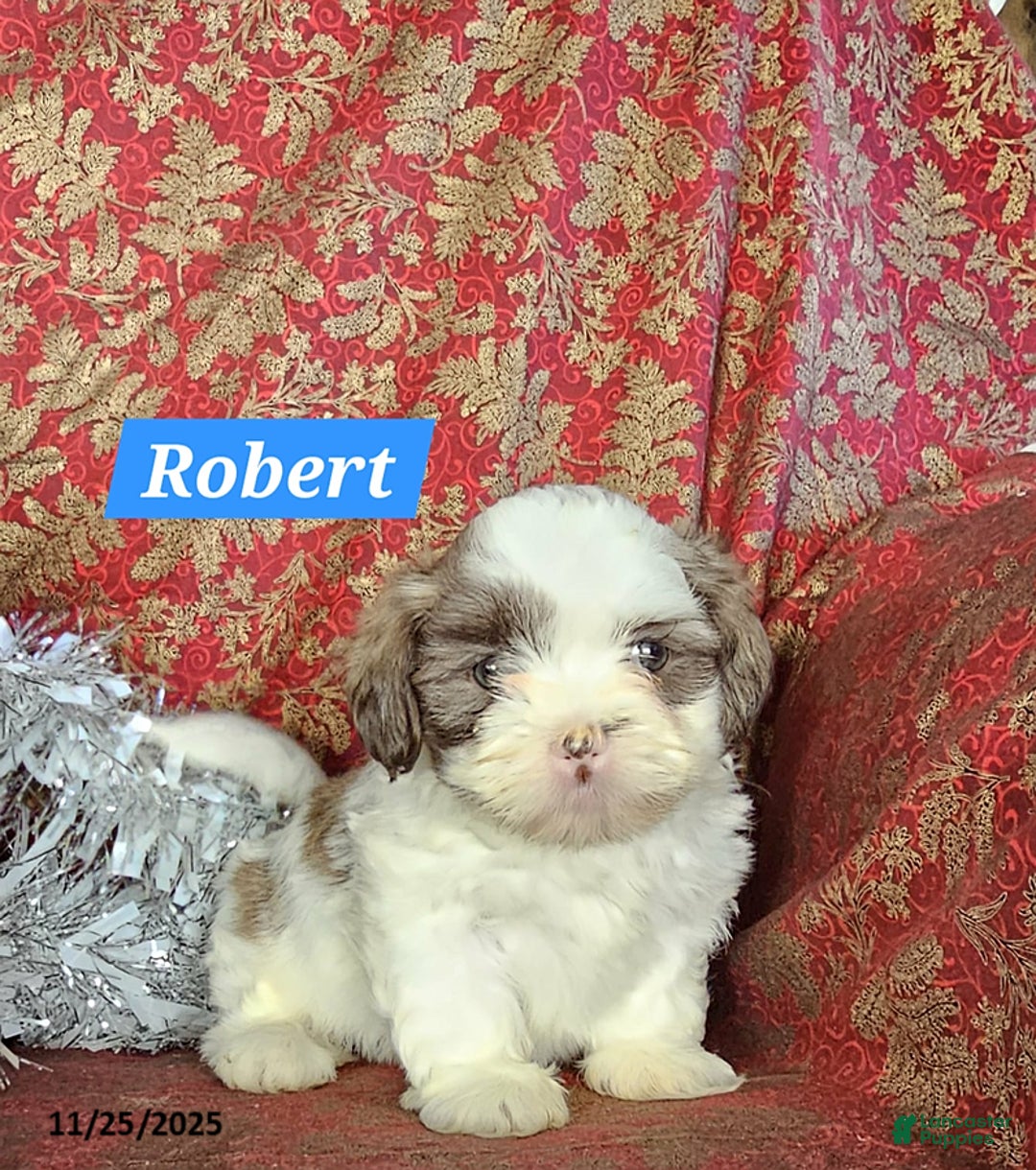 Mixed Breed dogs for sale: Robert - Ad 3