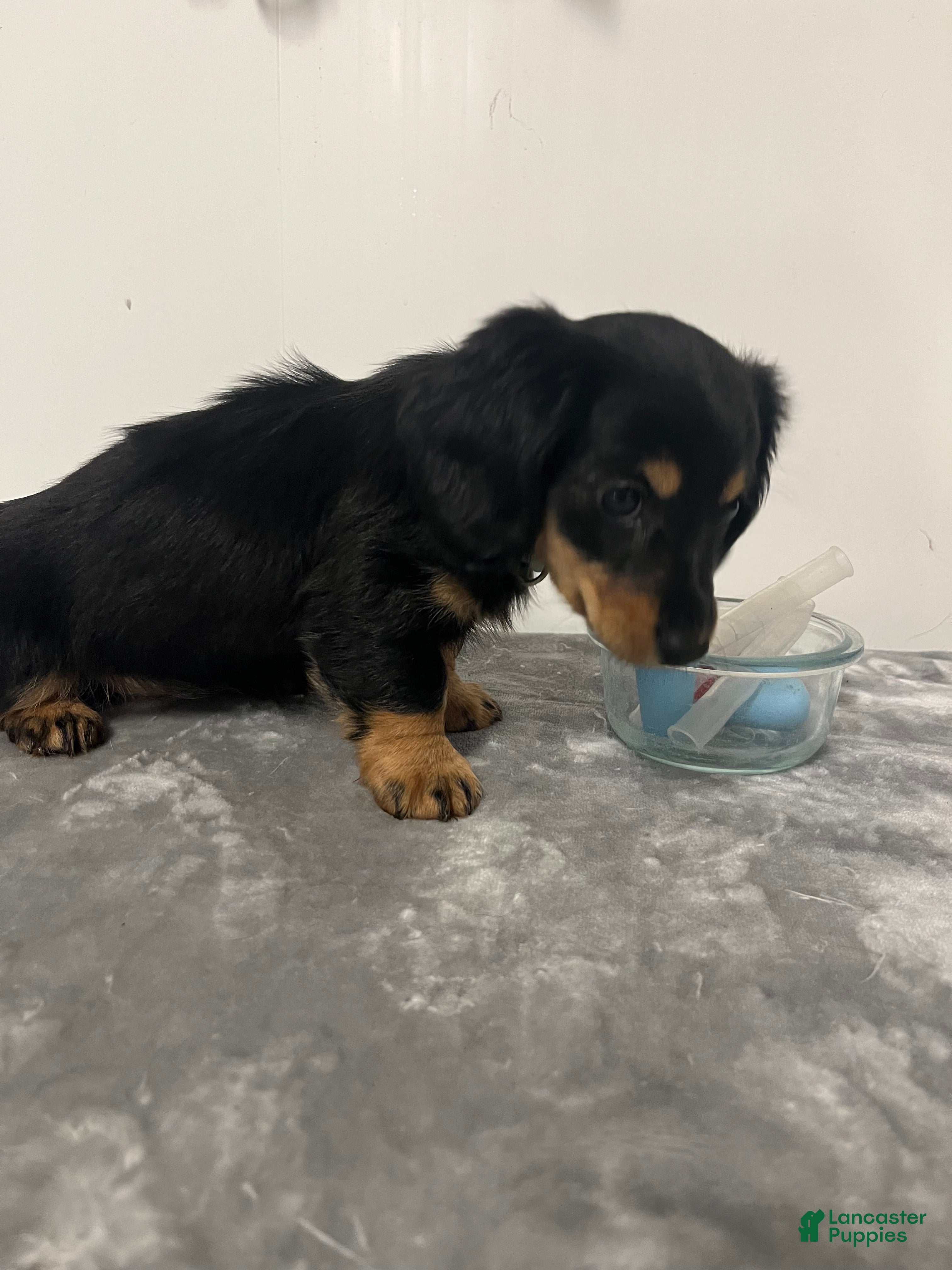 Miniature Dachshund dogs Miniature Dachshund Oakley  - Ad 1