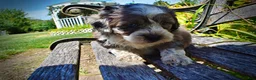Havapoo dogs for sale: Icon - Ad 6