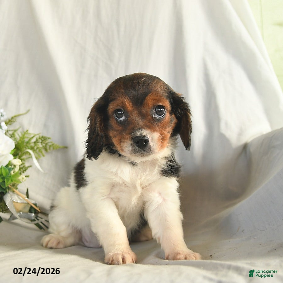 Mixed Breed dogs Cassie    - Ad 2
