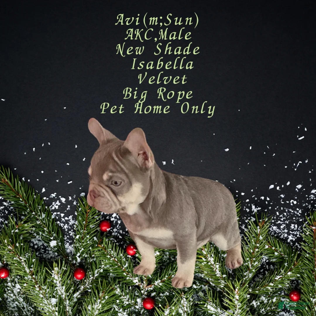 French Bulldog dogs for sale: Avi (mng: Light) - Ad 6