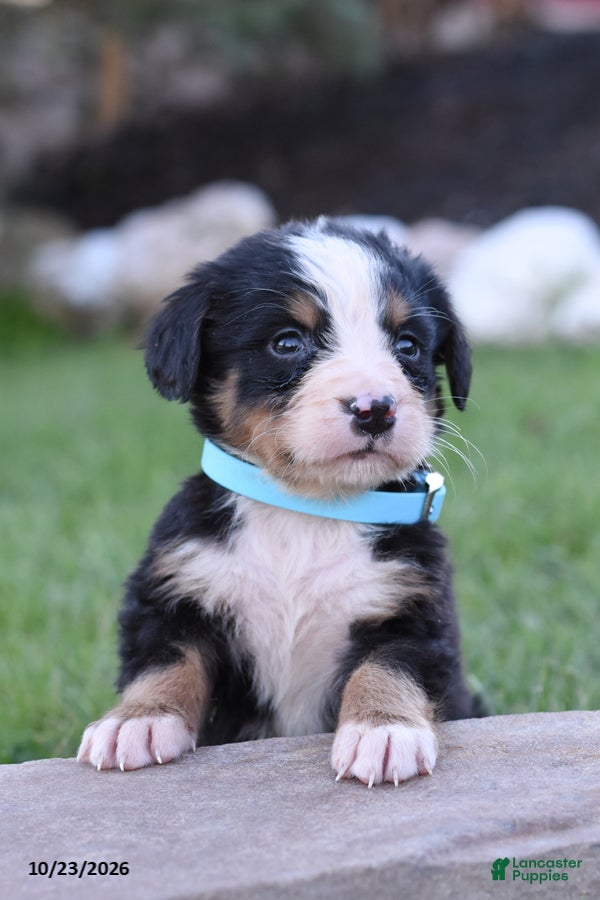 Bernese Mountain Dog dogs for sale: Buck - Ad 2