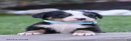 Bernese Mountain Dog dogs for sale: Buck - Ad 2