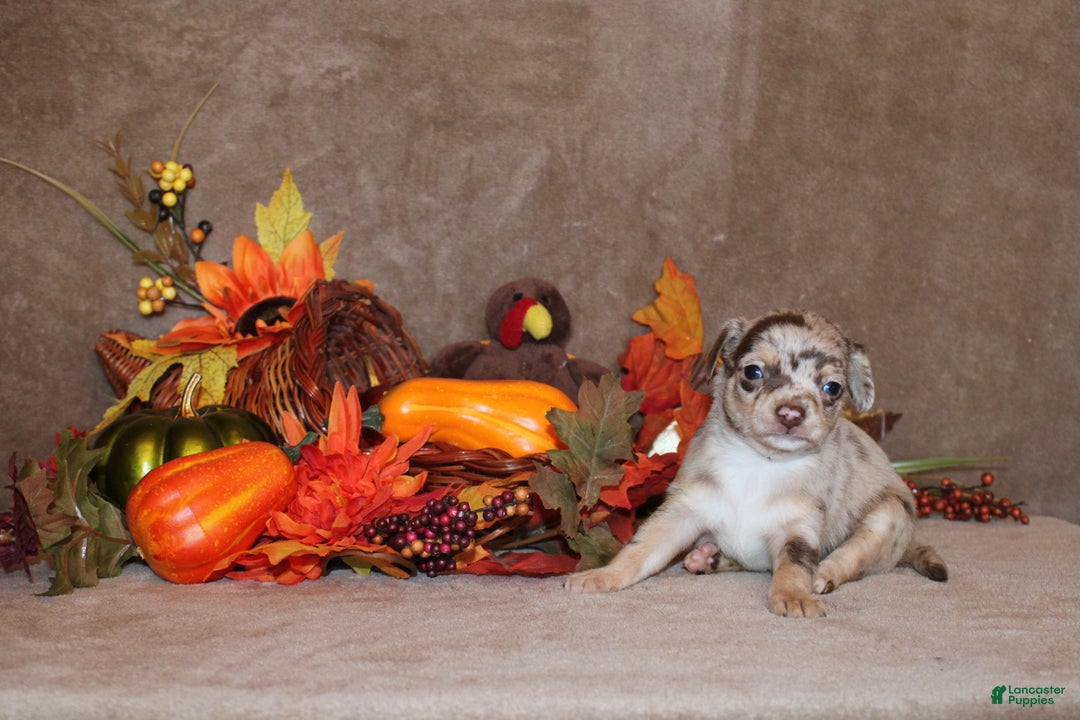 Chihuahua dogs for sale: Perez - Ad 3