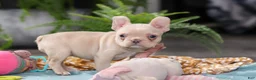 French Bulldog dogs for sale: Sofia - Ad 11