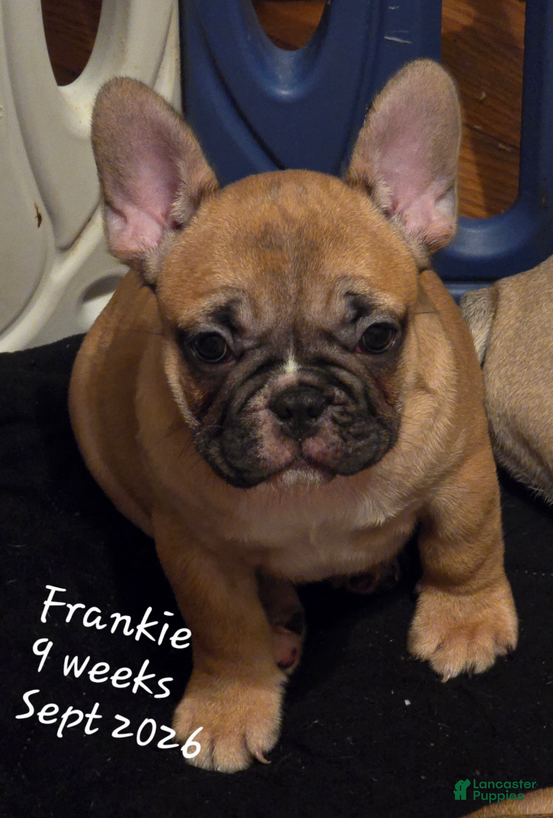 French Bulldog dogs Frankie - Ad 1