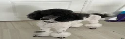 Standard Poodle dogs for sale: Rocket  - Ad 4