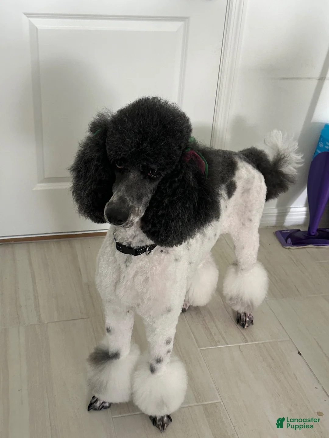 Standard Poodle dogs for sale: Rocket  - Ad 4