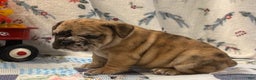 English Bulldog dogs for sale: Macy - Ad 1