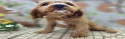 Cavapoo dogs for sale: Glacier - Ad 28