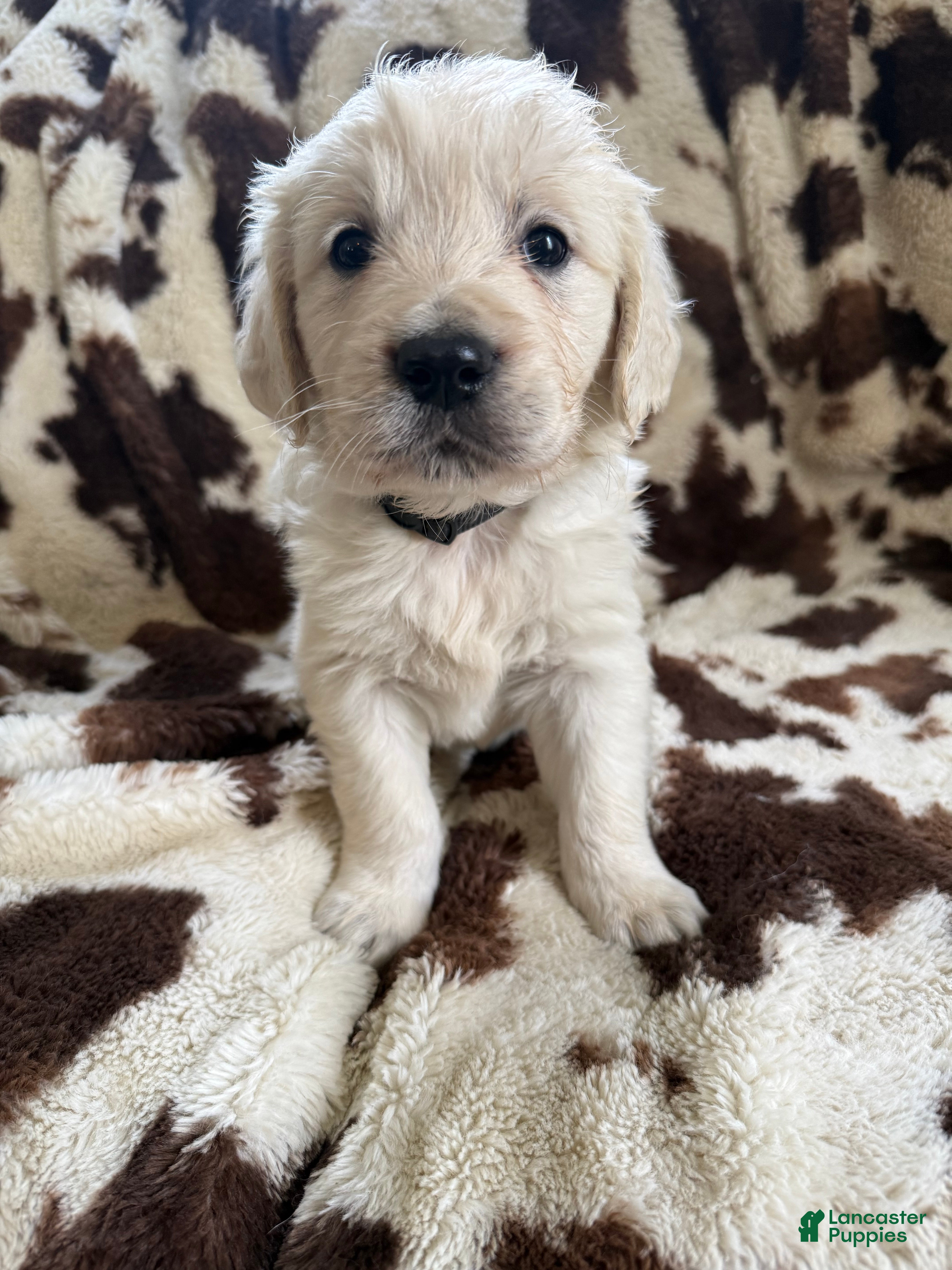 Golden Retriever dogs Golden Retriever Puppy 3 - Ad 3