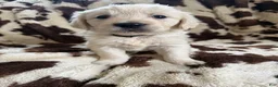 Golden Retriever dogs for sale: Golden Retriever Puppy 3 - Ad 1
