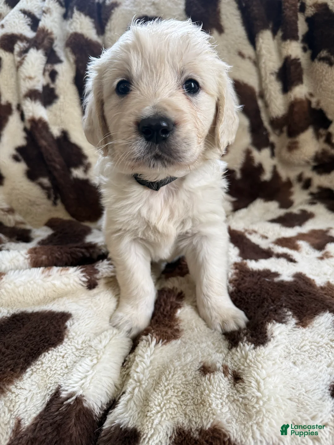 Golden Retriever dogs for sale: Golden Retriever Puppy 3 - Ad 1
