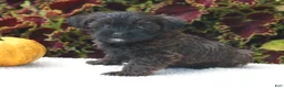 Yorkiepoo dogs for sale: Kara - Ad 3