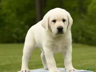 Labrador Retriever dogs for sale: Sheldon - Ad 2