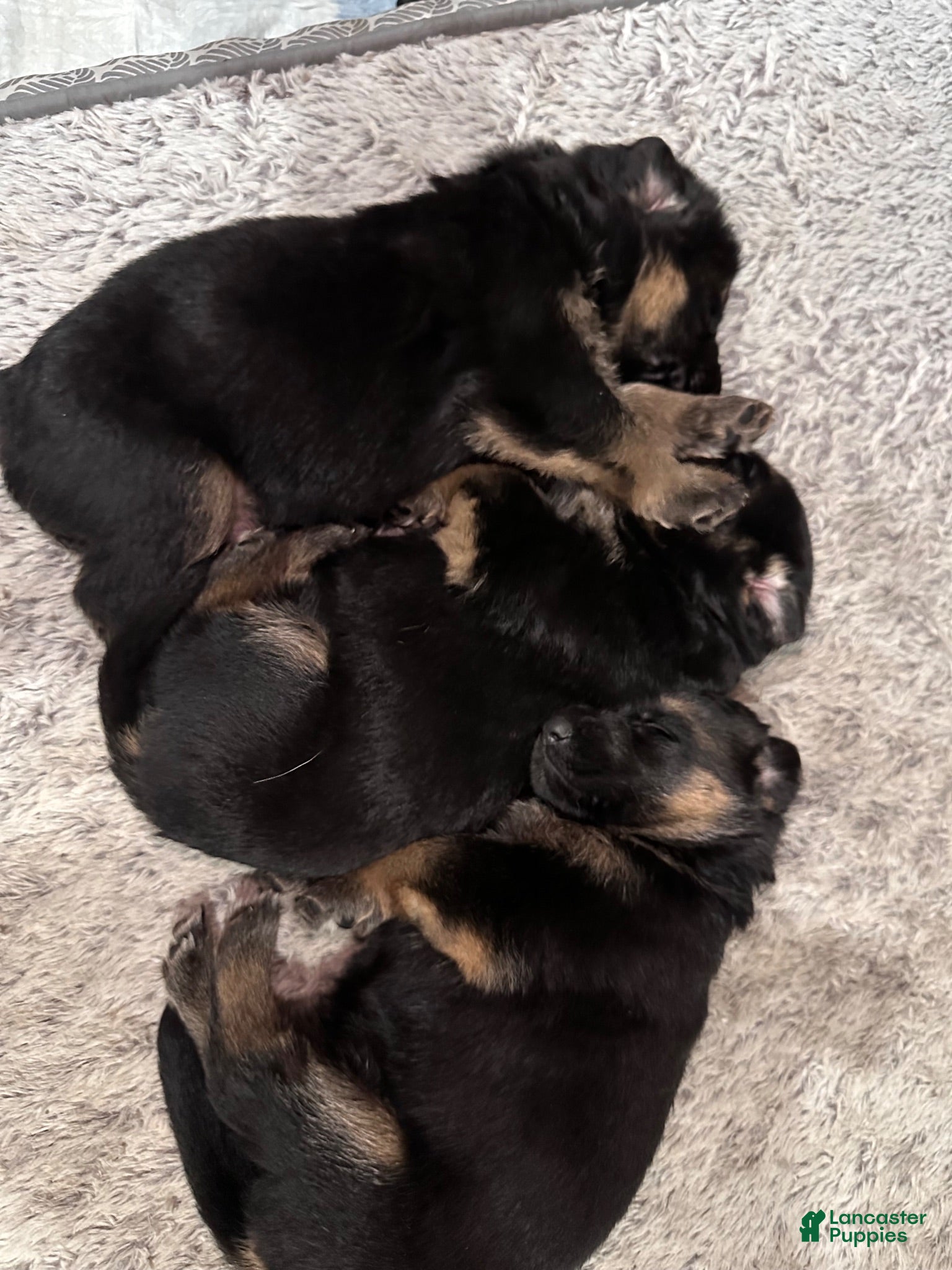 German Shepherd dogs German Shepherd 4 - Ad 34
