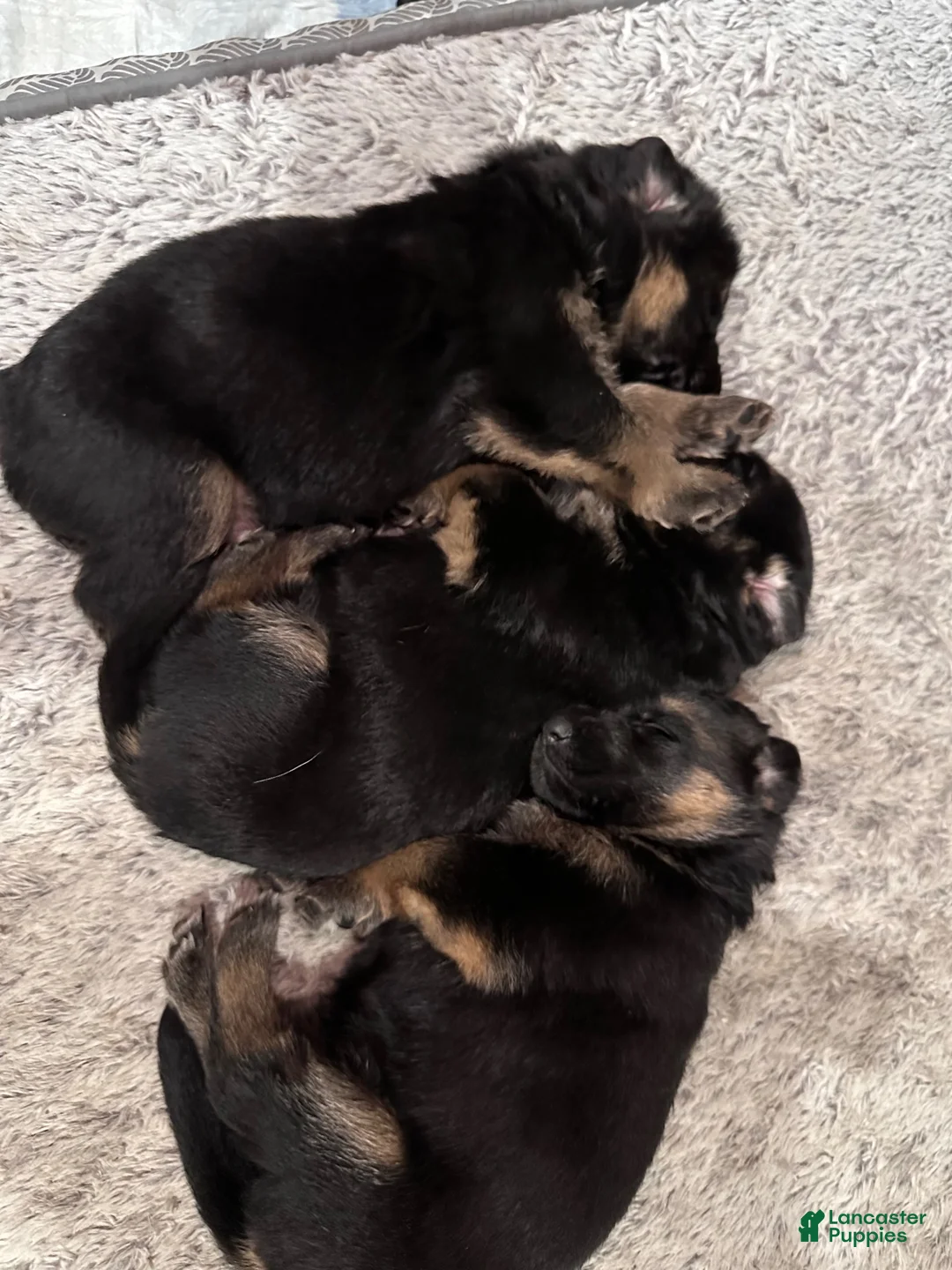 German Shepherd dogs for sale: German Shepherd 4 - Ad 1