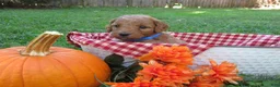 Mini Goldendoodle dogs for sale: Coffee - Ad 11