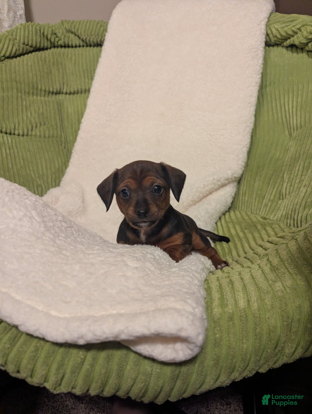 Mixed Breed dogs for sale: Pansie - Ad 6