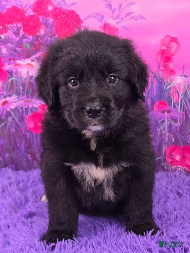 Mixed Breed dogs Apollo - Ad 1