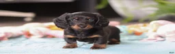 Dachshund dogs for sale: Ivy - Ad 2