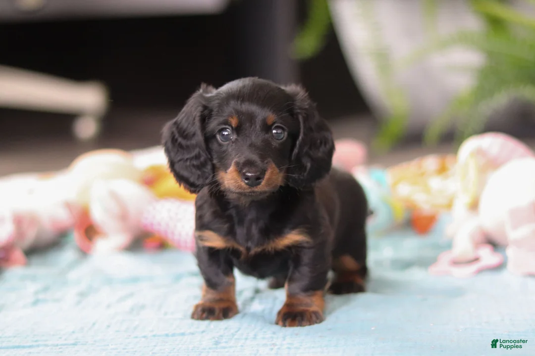 Dachshund dogs for sale: Ivy - Ad 2