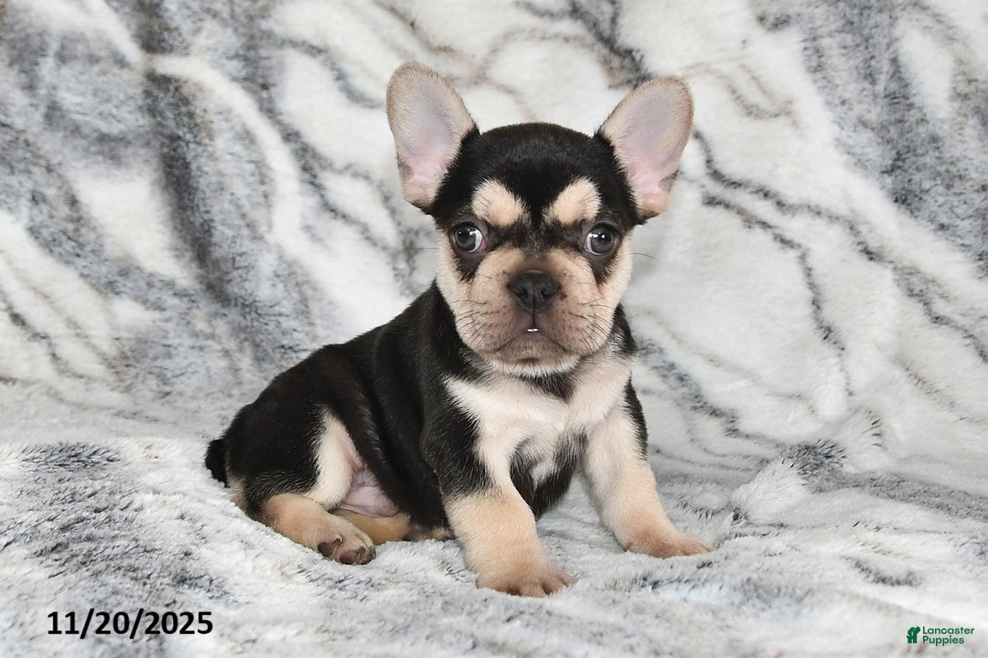 French Bulldog dogs for sale: Loni - Ad 15