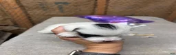 Jack Russell Terrier dogs for sale: Girl 1 - Ad 4