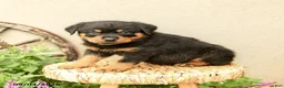 Rottweiler dogs for sale: Robby - Ad 3
