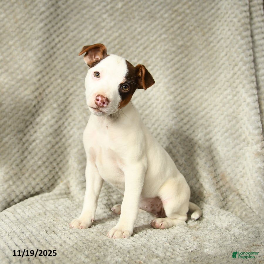 Jack Russell Terrier dogs Grace - Ad 15