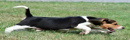 Beagle dogs for sale: Diesel - Ad 6