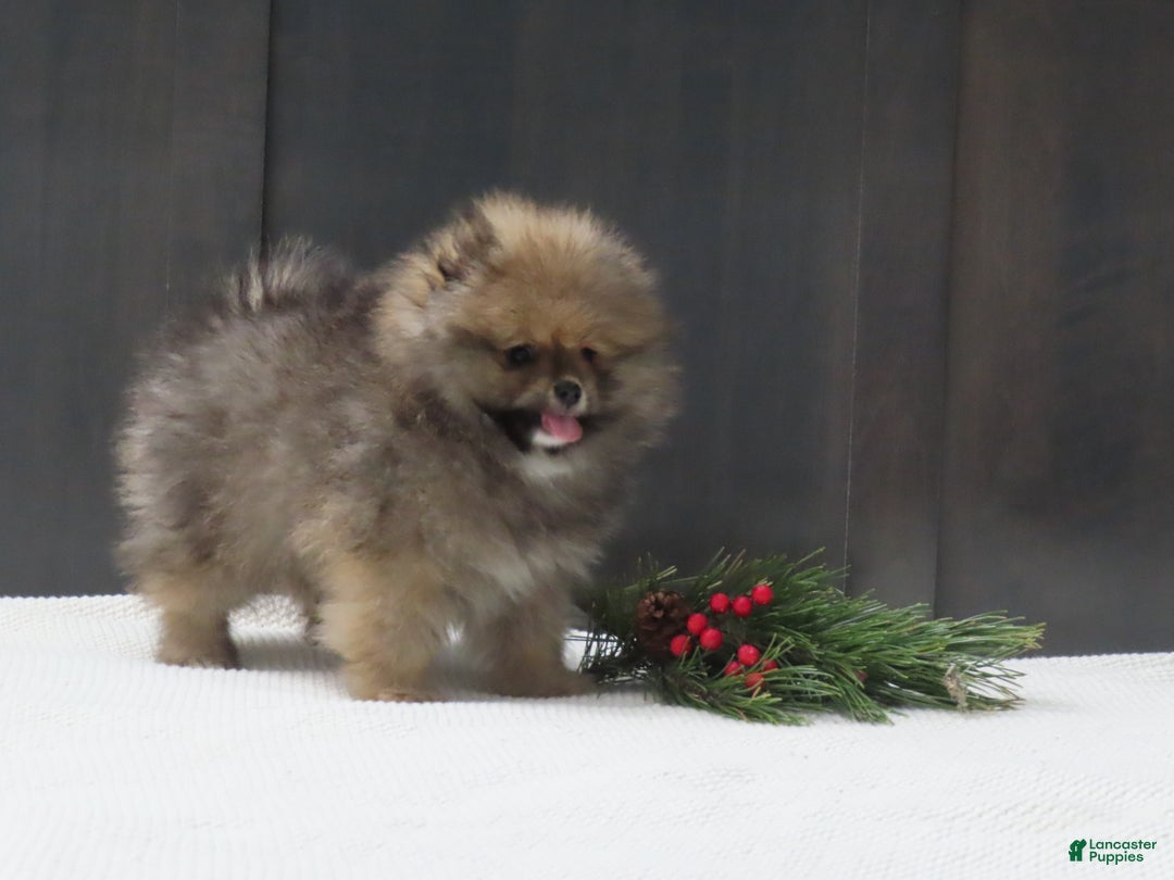 Pomeranian dogs for sale: DONALD - Ad 4