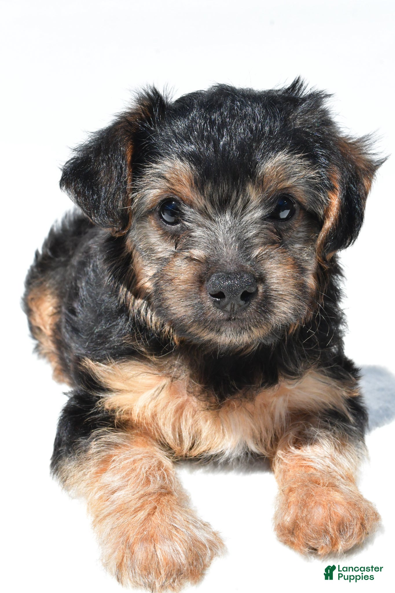 Yorkiepoo dogs Riley - Ad 1