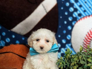 Maltipoo dogs Casey - Ad 23