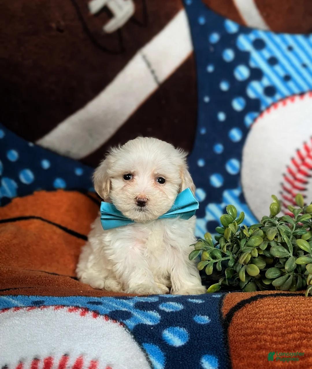 Maltipoo dogs for sale: Casey - Ad 12