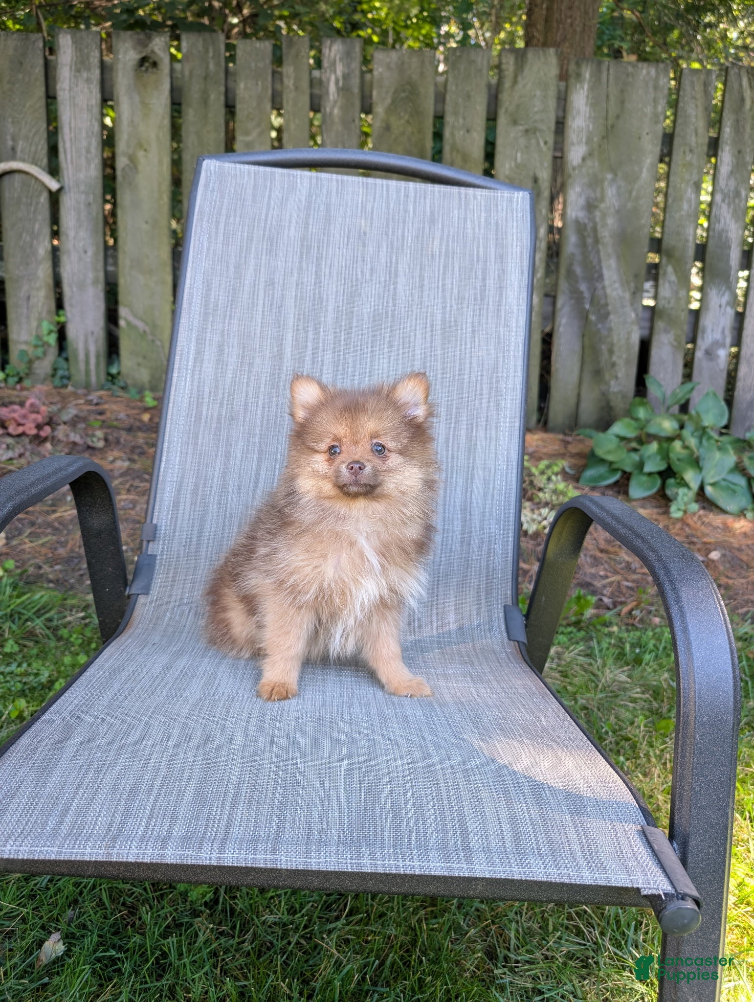Pomeranian dogs Nutmeg - Ad 1