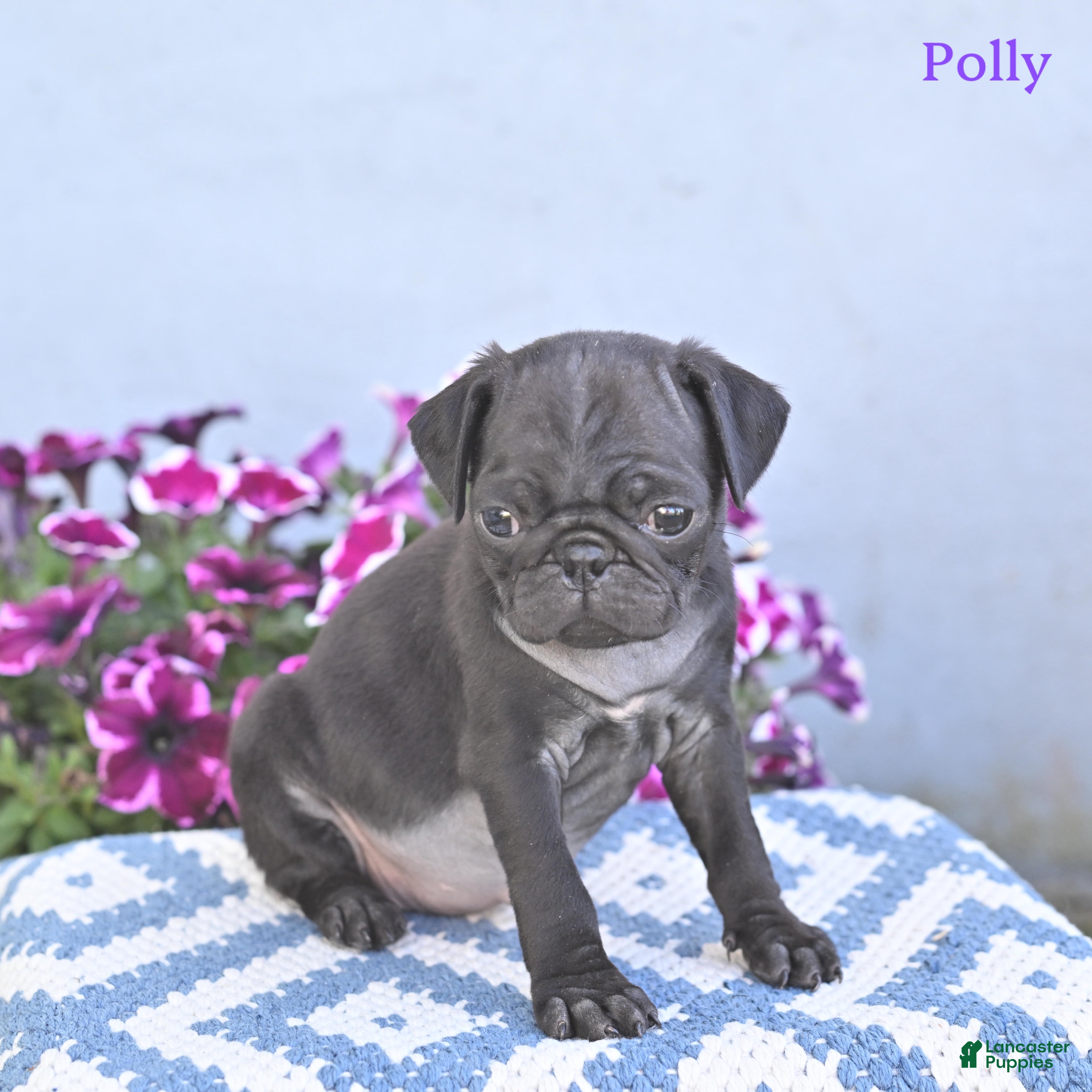 Pug dogs for sale: Polly - Ad 3