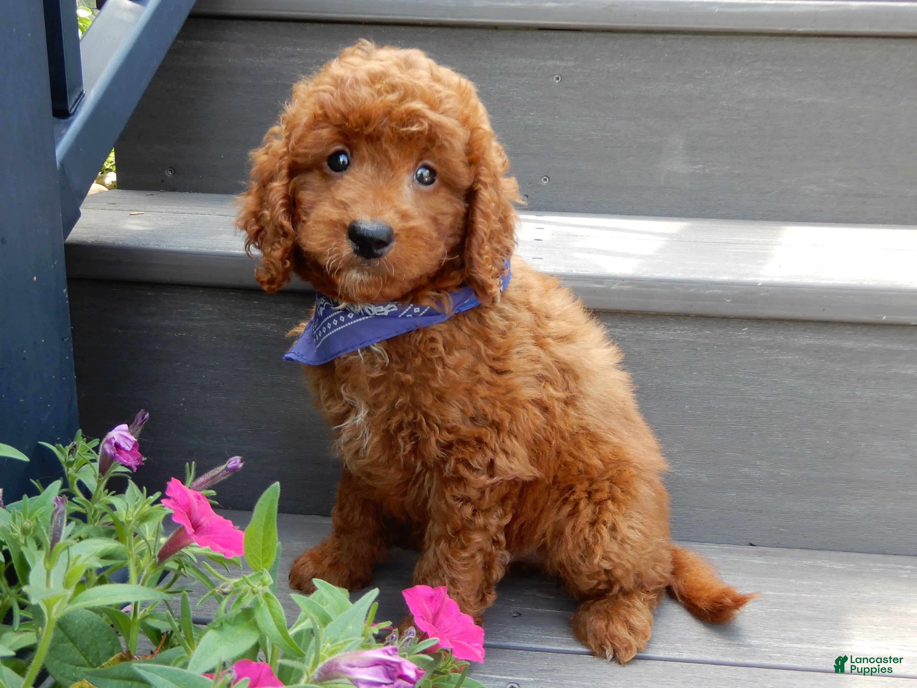 Mini Goldendoodle dogs Asher - Ad 1