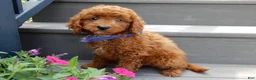 Mini Goldendoodle dogs for sale: Asher - Ad 1