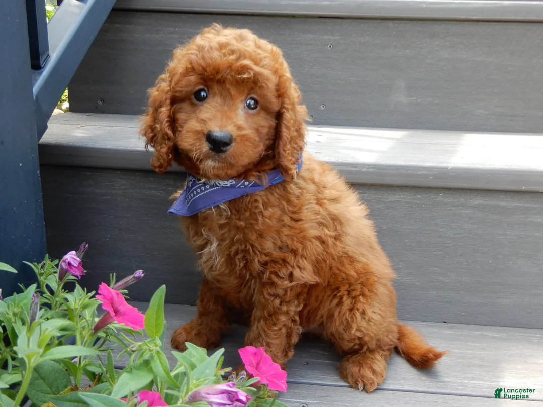 Mini Goldendoodle dogs for sale: Asher - Ad 1