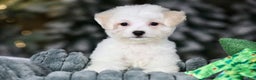 Teddy Bear dogs for sale: Dasher - Ad 6